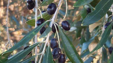 Finca rústica en venda a A-6177, Andújar, Jaén - imatge 5 Foto 5 de Finca rústica en venda a A-6177, Andújar, Jaén