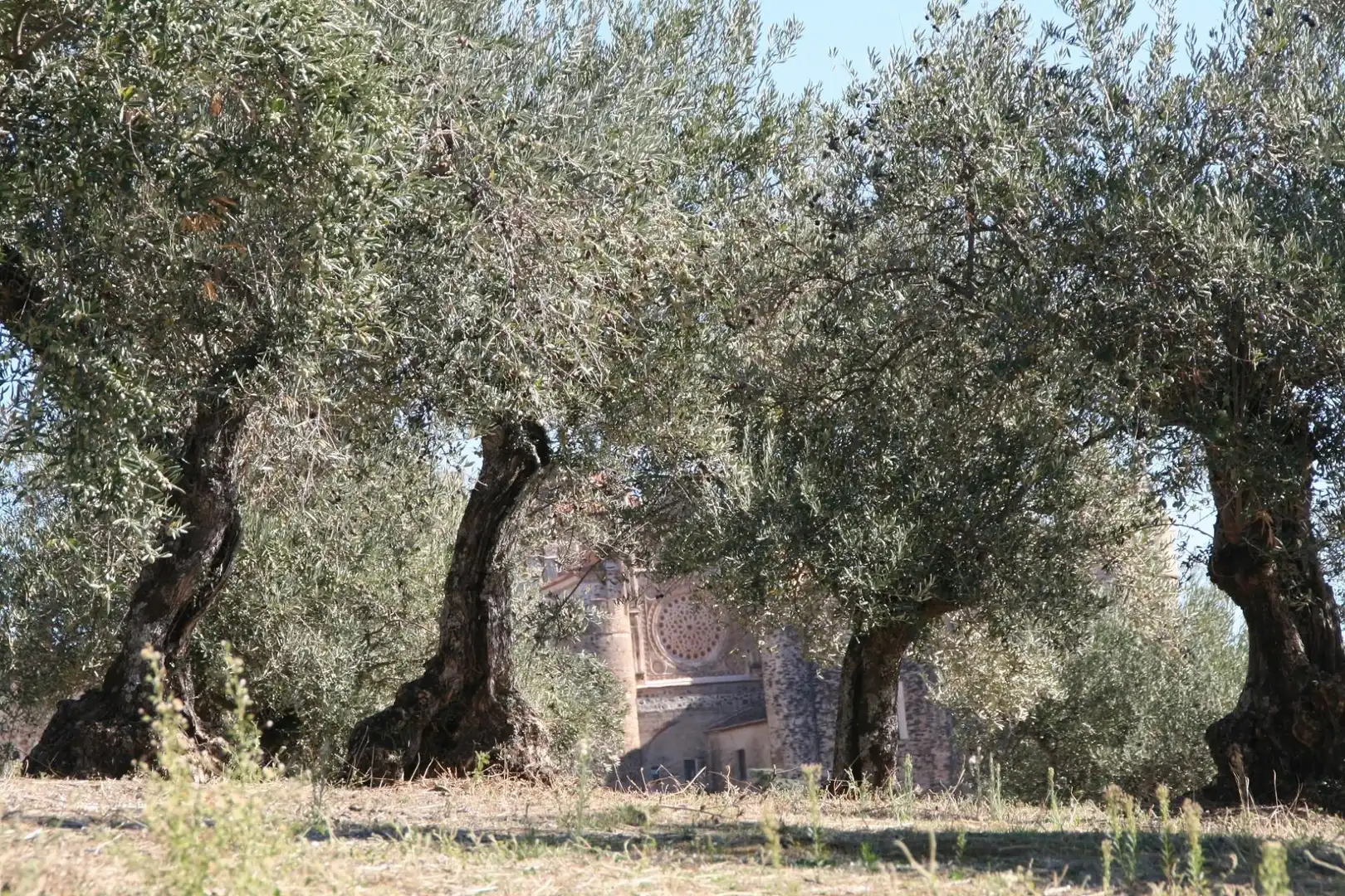 Grundstücke zum Verkauf in Calle Cáceres, Guadalupe Garten von Grundstücke zum Verkauf in Guadalupe