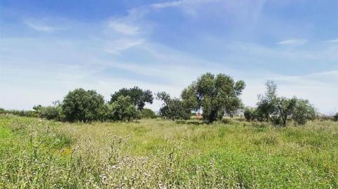 Foto 3 de Finca rústica en venda a Camino a Santa Rosa, Mar Menor Golf, Murcia