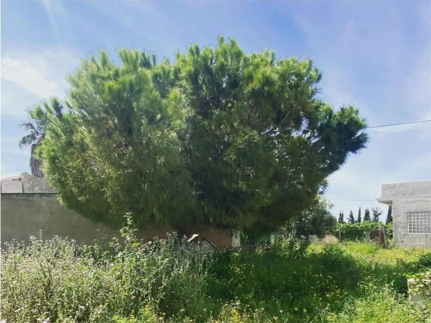 Finca rústica en venda a Camino a Santa Rosa, Mar Menor Golf Finca rústica en venda en Torre-Pacheco