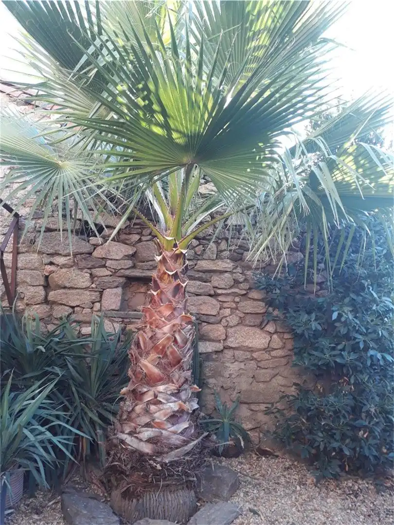 Casa adosada en venda a Calle Alba, Hinojosa de Duero Jardí de Casa adosada en venda en Hinojosa de Duero amb Jardí privat i Rentadora