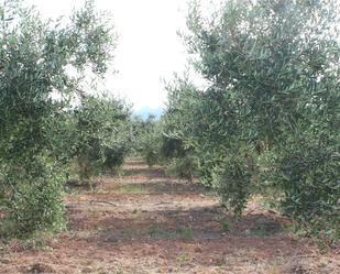 Exterior view of Land for sale in Xerta