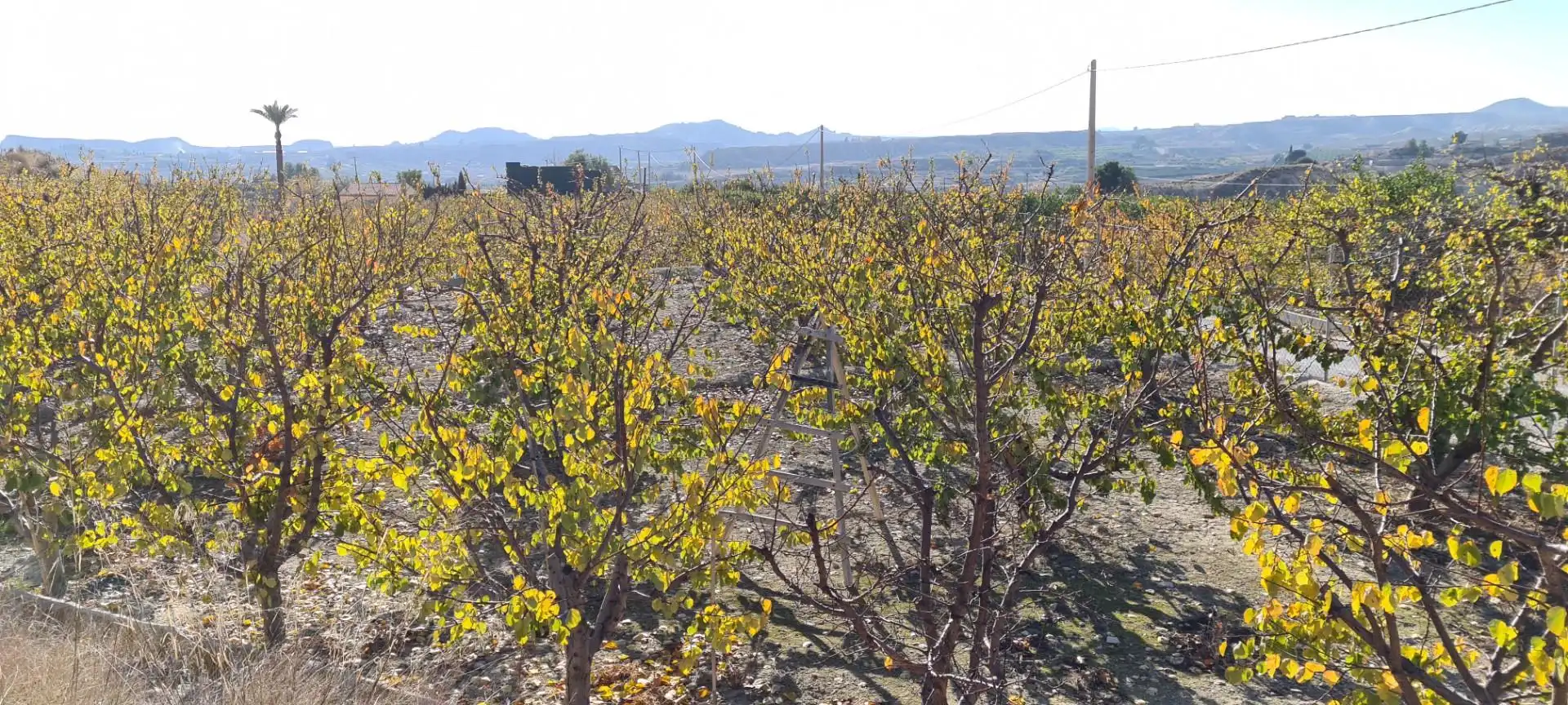 Terreno en venta en Camino de la Cañada de Cartín, Villanueva del Río Segura Terreno en venta en Villanueva del Río Segura