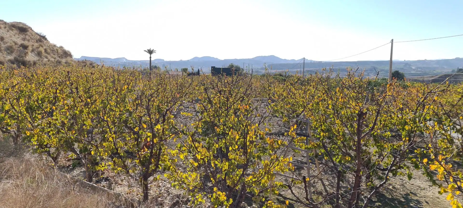 Terreno en venta en Camino de la Cañada de Cartín, Villanueva del Río Segura Terreno en venta en Villanueva del Río Segura
