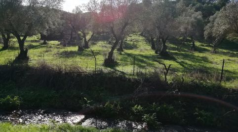 Foto 3 de Terreno en venta en Camino del Moralito, Cumbres Mayores, Huelva