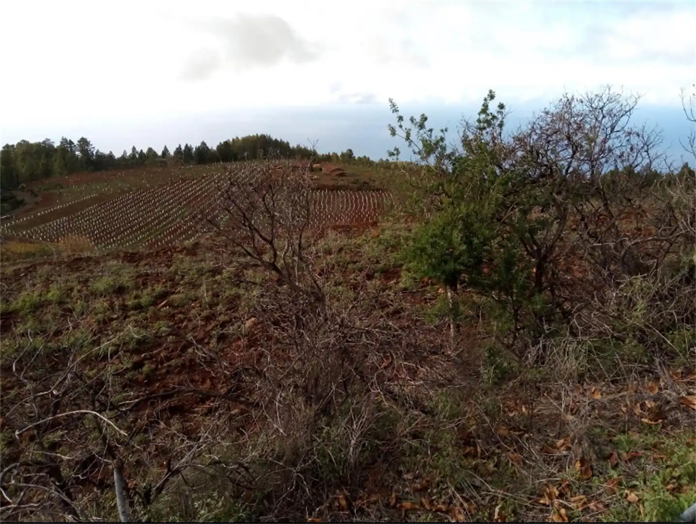 Vista exterior de Terreno en venta en Santa Cruz de la Palma