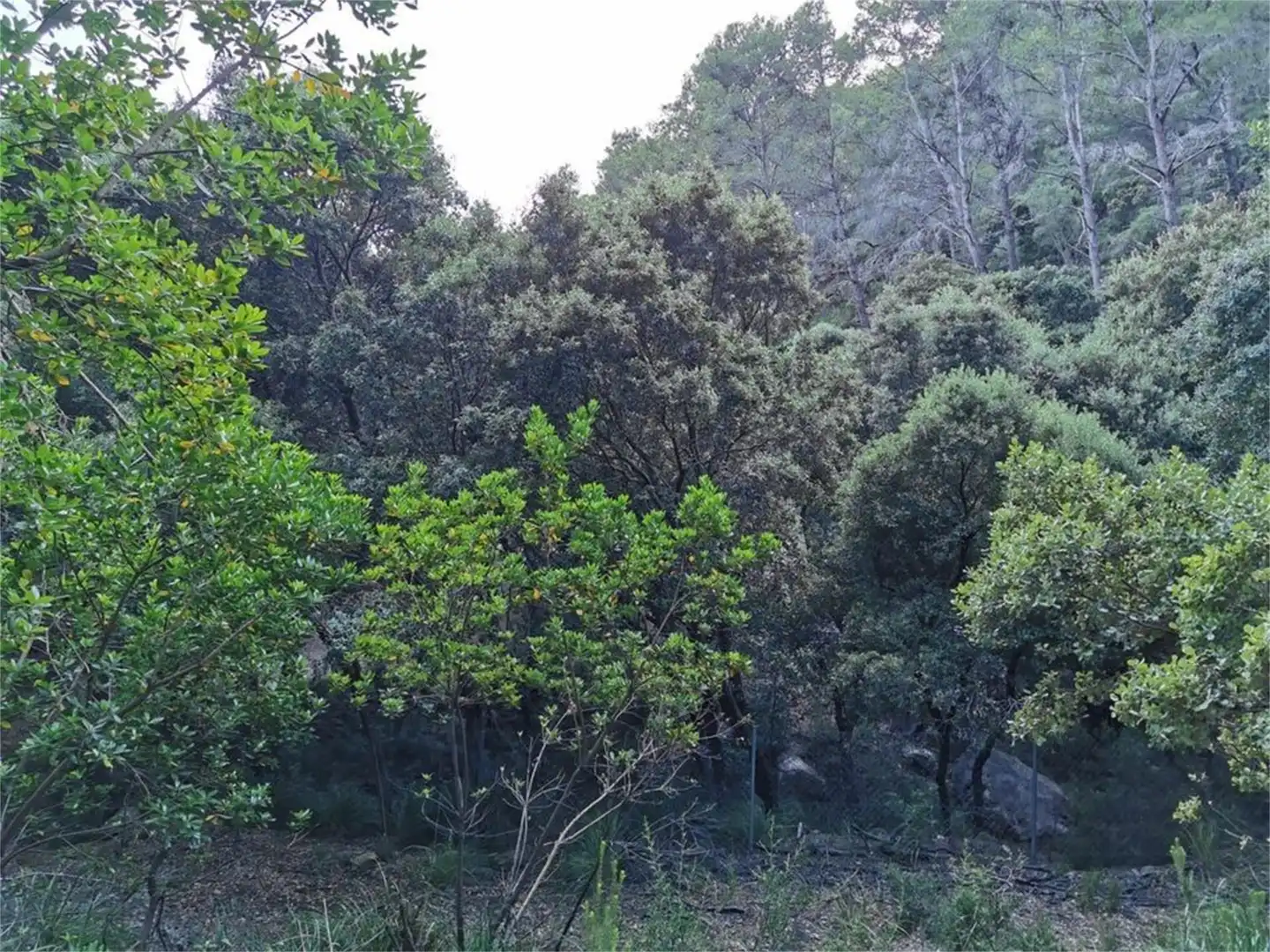 Non-constructible Land for sale in Puigpunyent