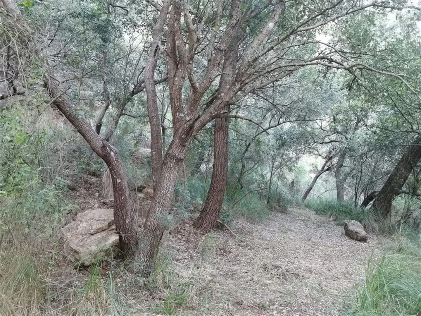 Non-constructible Land for sale in Puigpunyent