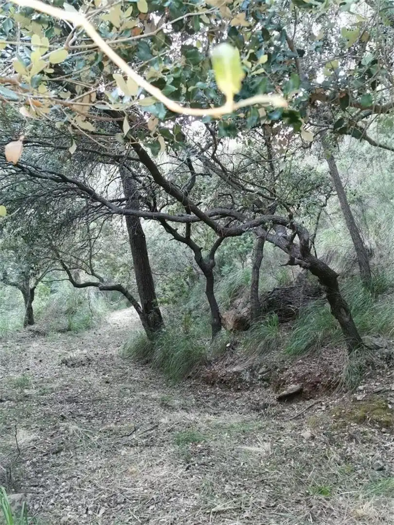 Exterior view of Non-constructible Land for sale in Puigpunyent