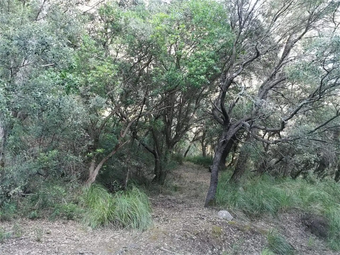 Exterior view of Non-constructible Land for sale in Puigpunyent