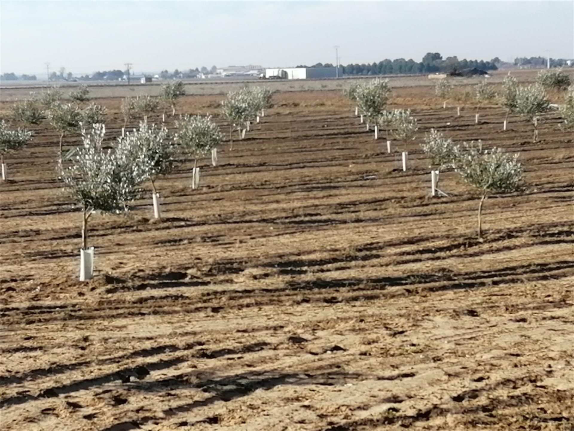 Non-constructible Land for sale in Alcázar de San Juan