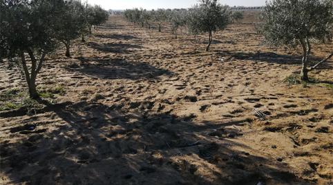 Foto 2 de No Urbanizable en venta en Plaza Santa Quitéria, Alcázar de San Juan, Ciudad Real