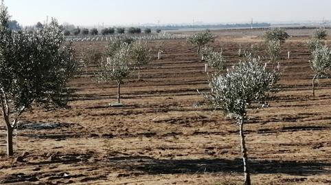 Foto 3 de No Urbanizable en venta en Plaza Santa Quitéria, Alcázar de San Juan, Ciudad Real