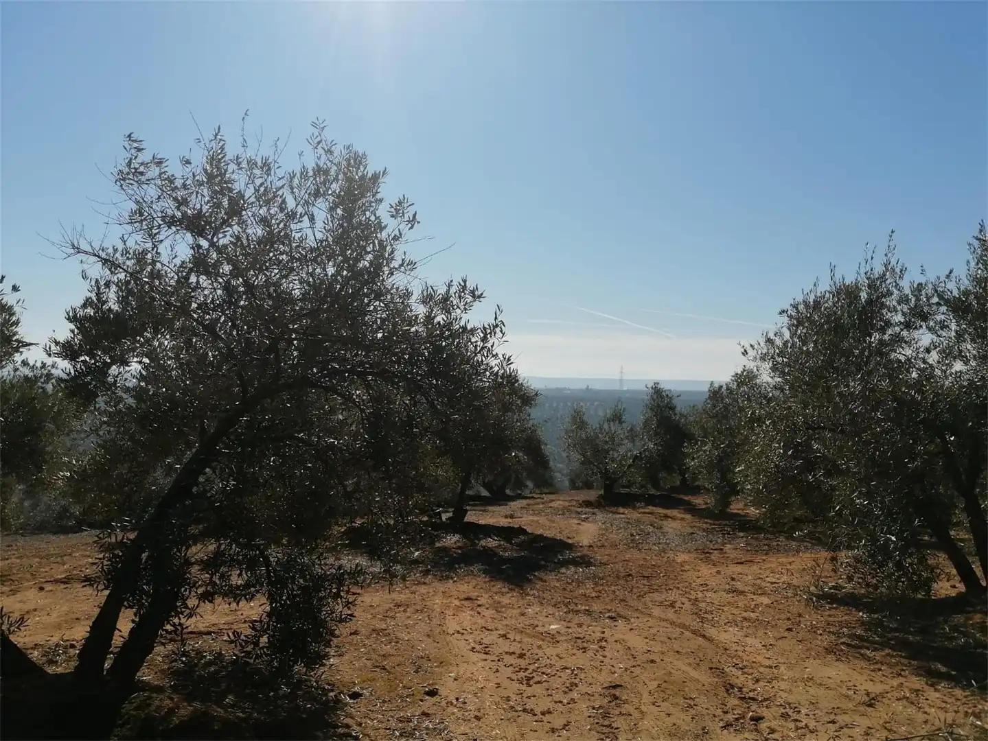 Land for sale in Calle Gamonal, Marmolejo Land for sale in Marmolejo