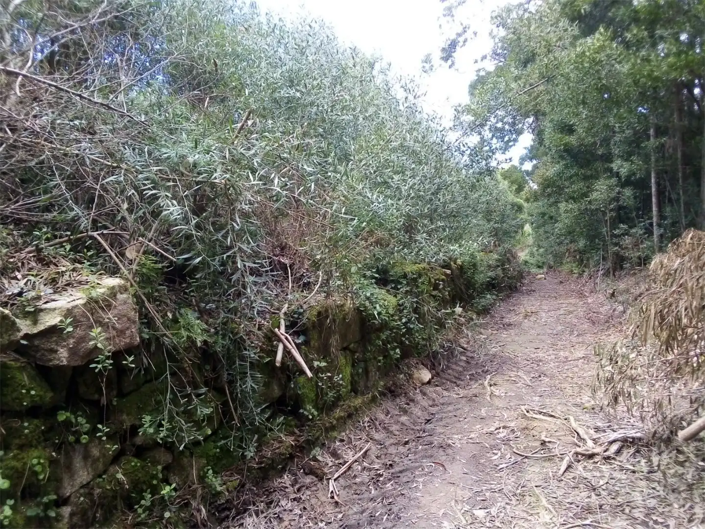 Constructible Land for sale in Lugar Cruceiro, 12, Baiona Constructible Land for sale in Baiona