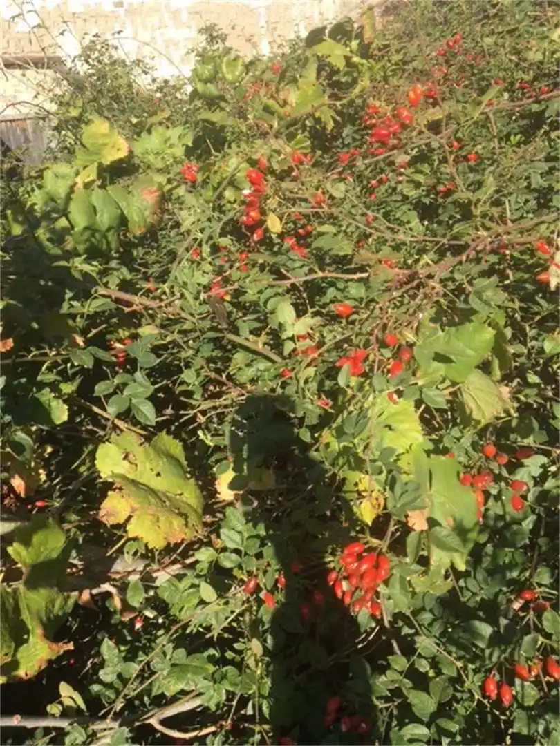 Garden of Land for sale in Sangarcía