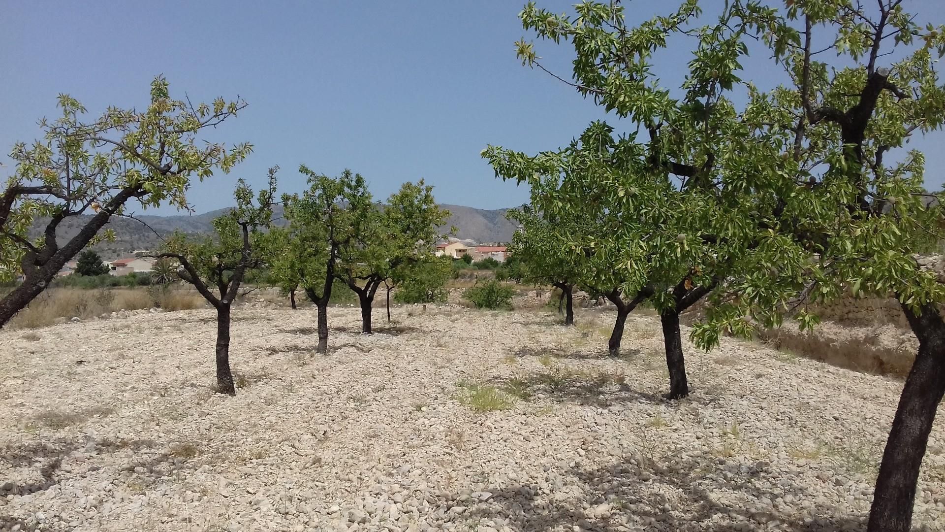 Constructible Land for sale in Cehegín