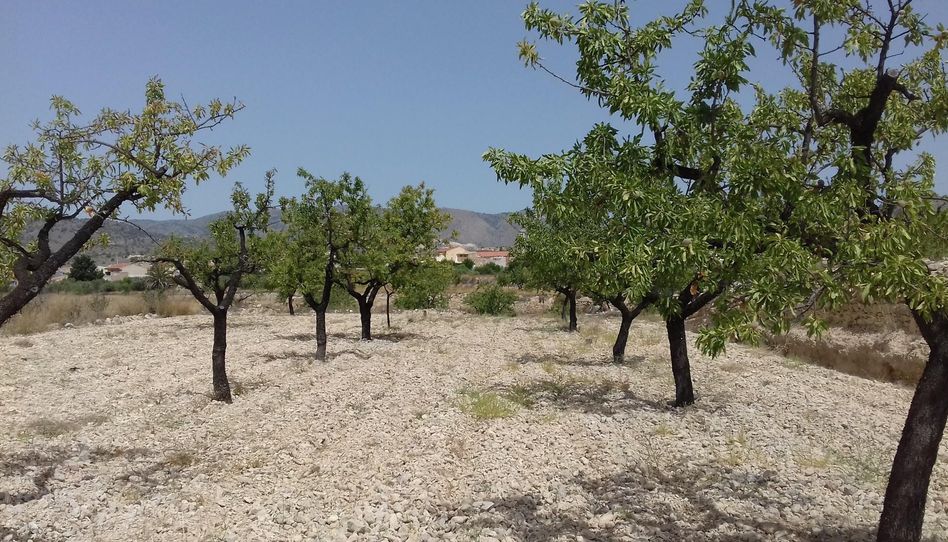 Bebaubares Gelände zum Verkauf in Calle Hondico, 15, Cehegín, Murcia - Bild 1 Foto 1 von Bebaubares Gelände zum Verkauf in Calle Hondico, 15, Cehegín, Murcia