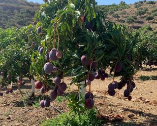 Jardí de Terreny en venda en Almáchar