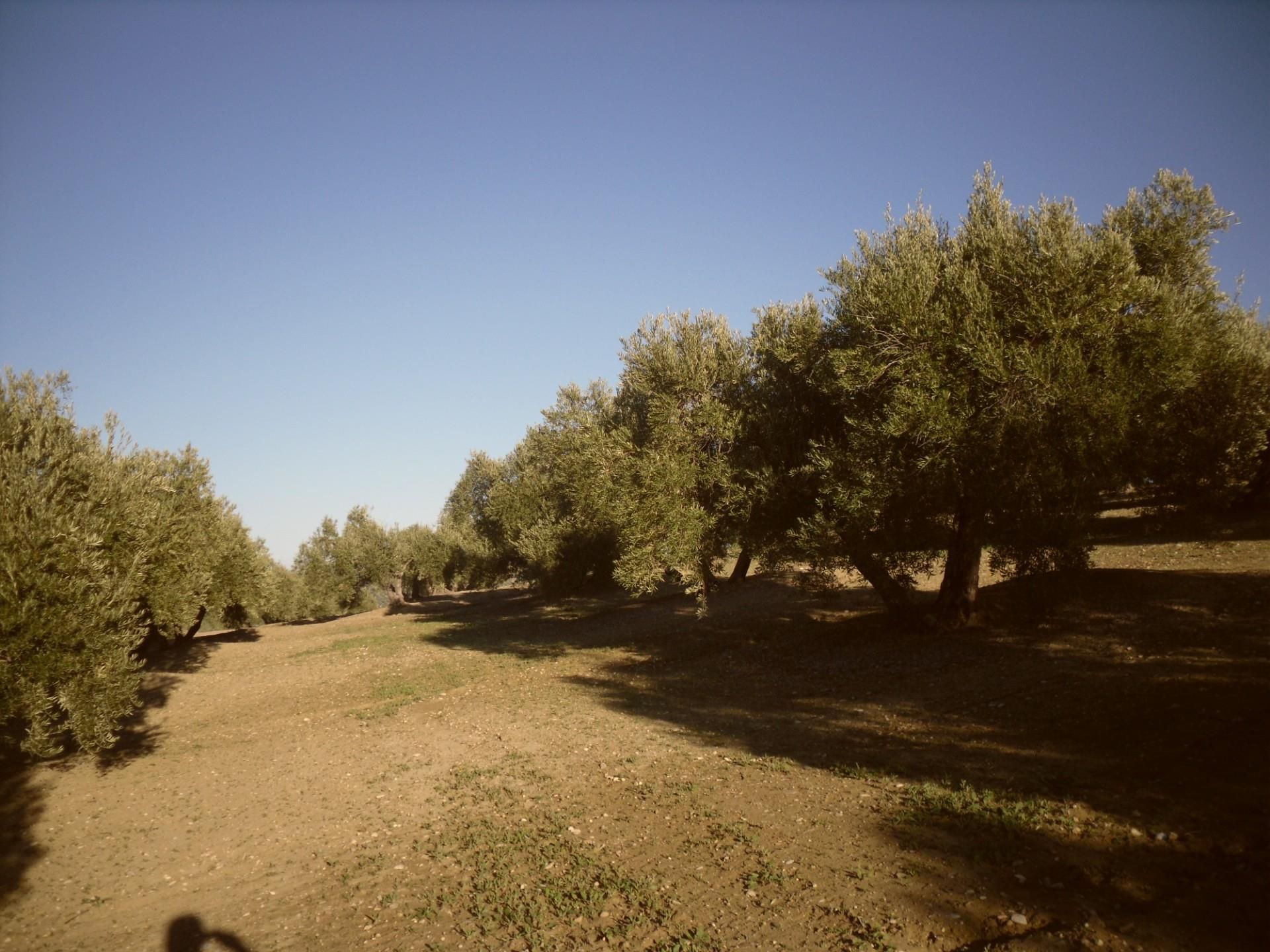 Exterior view of Land for sale in Lahiguera