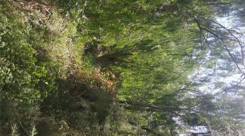 Photo 4 of Land for sale in Carretera Taganana, Anaga,  Santa Cruz de Tenerife Capital