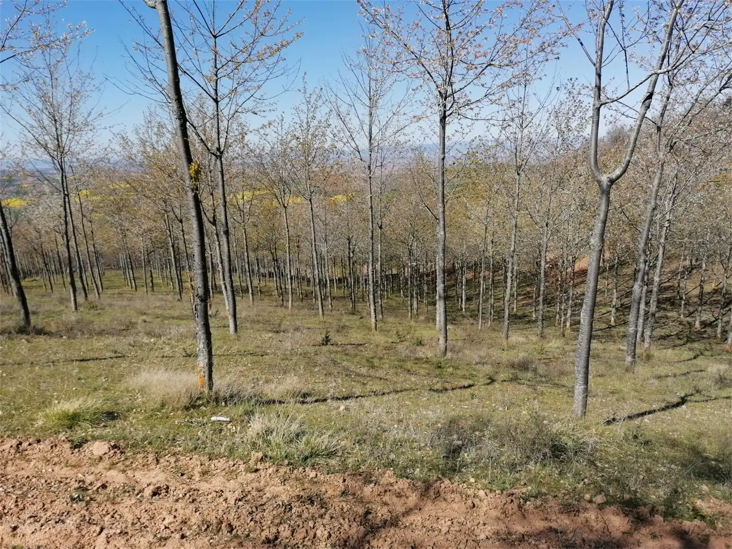 Terreno en venta en Calle Suso, 17, San Millán de la Cogolla Terreno en venta en San Millán de la Cogolla