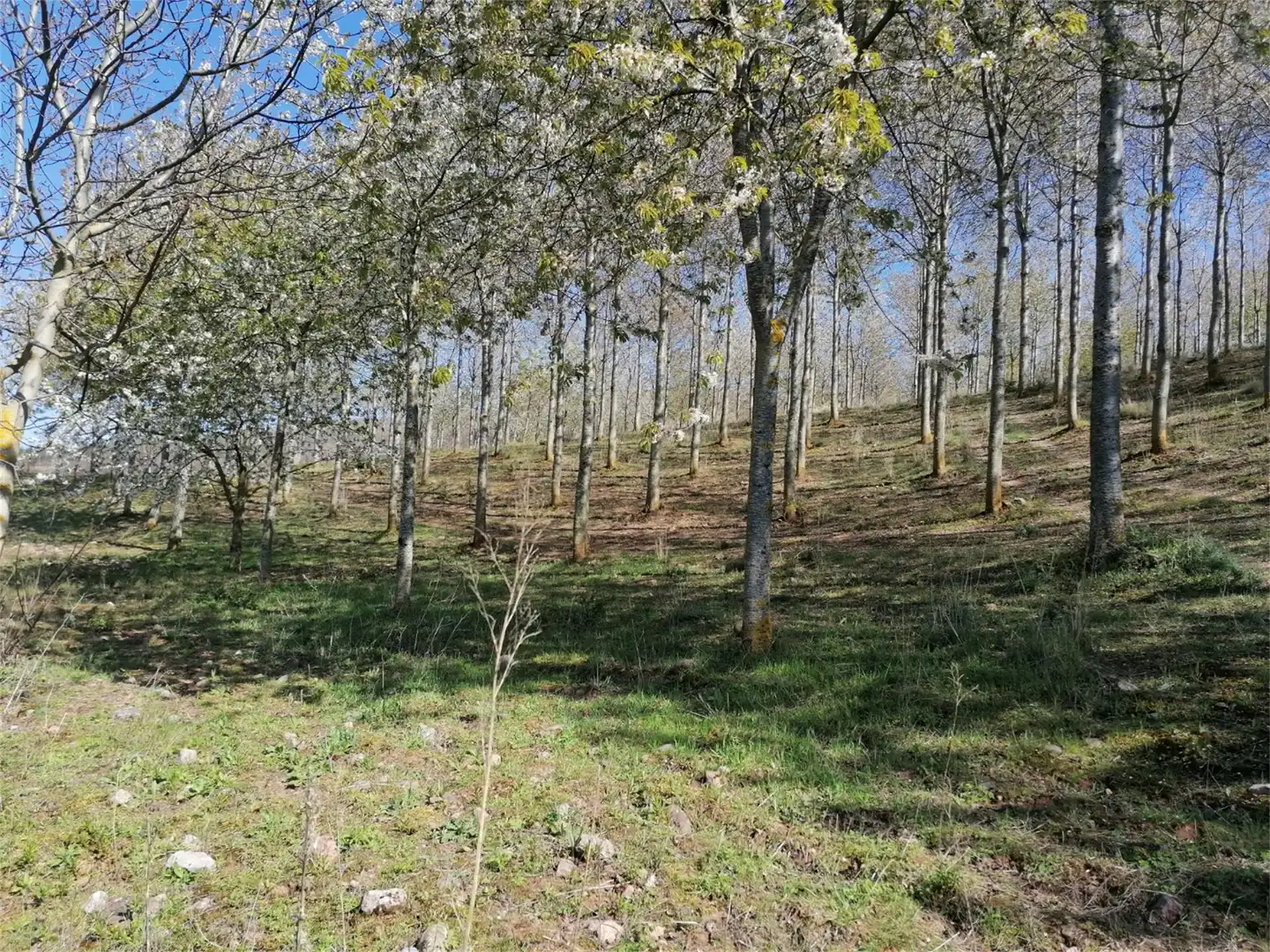 Terreno en venta en Calle Suso, 17, San Millán de la Cogolla Terreno en venta en San Millán de la Cogolla