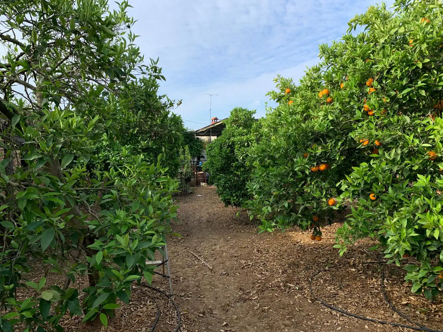 Garden of Land for sale in Paterna del Campo