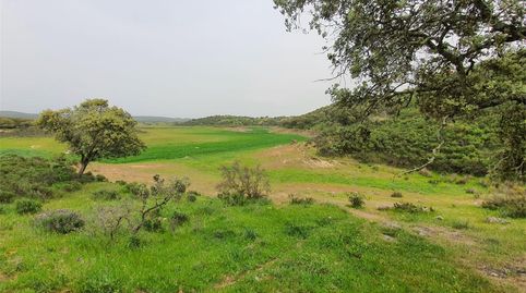Foto 2 de Terreno en venta en Camino la Parrita, El Ronquillo, Sevilla