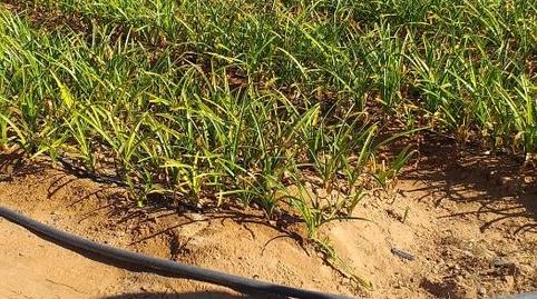 Photo 4 of Land for sale in Camino de la Jara, La Jara, Cádiz