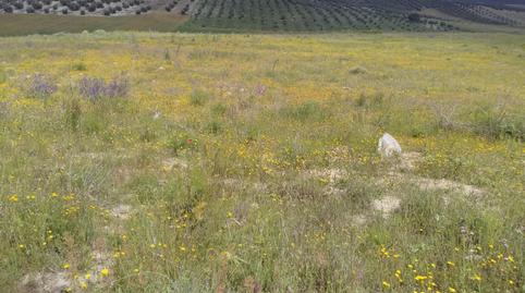 Terreny en venda a A-403, Dehesas Viejas, Granada - imatge 4 Foto 4 de Terreny en venda a A-403, Dehesas Viejas, Granada