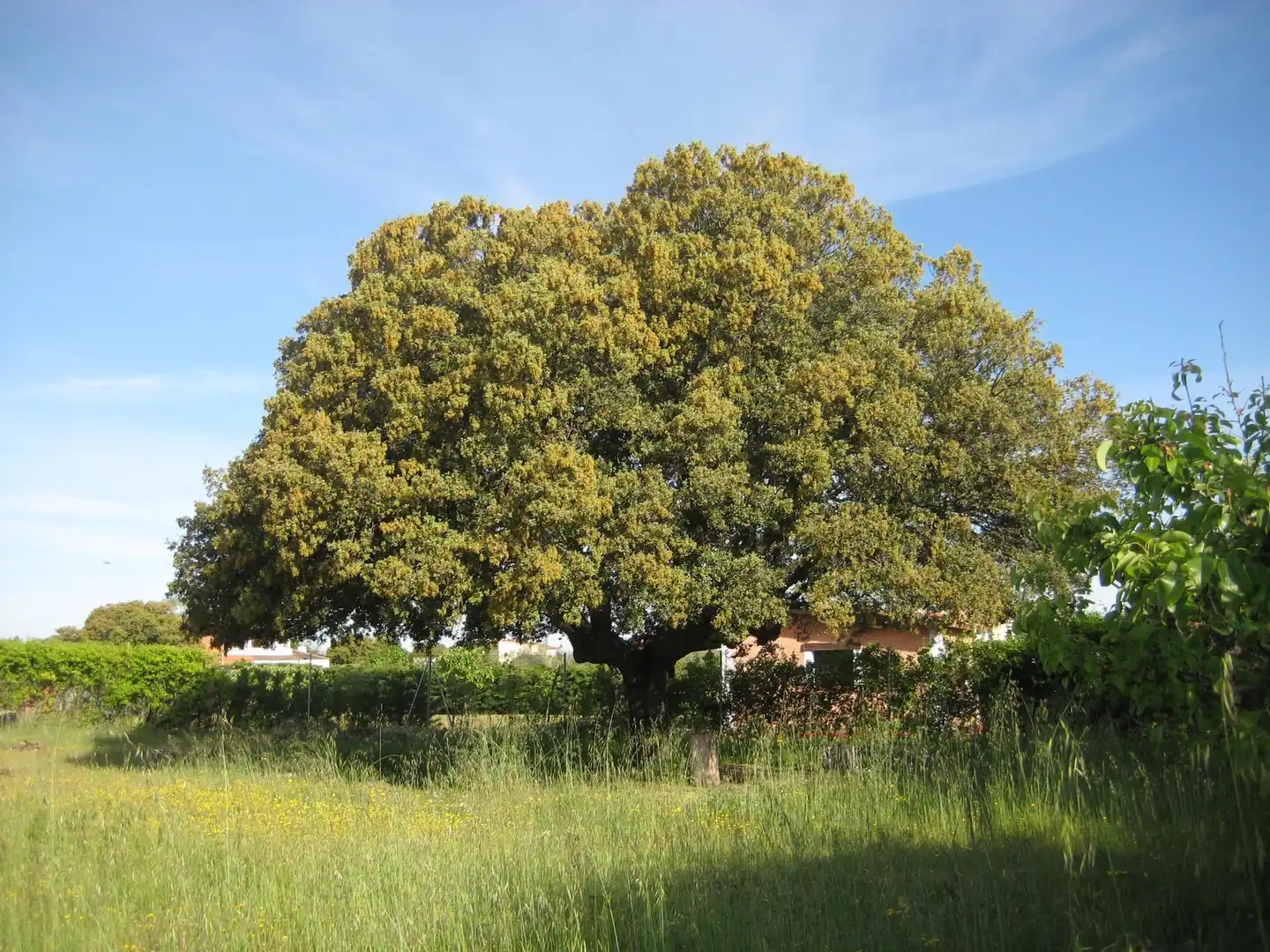 Garten von Nicht bebaubares Gelände zum Verkauf in Calvarrasa de Arriba