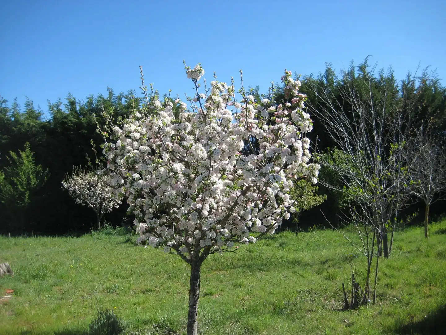 Garten von Nicht bebaubares Gelände zum Verkauf in Calvarrasa de Arriba