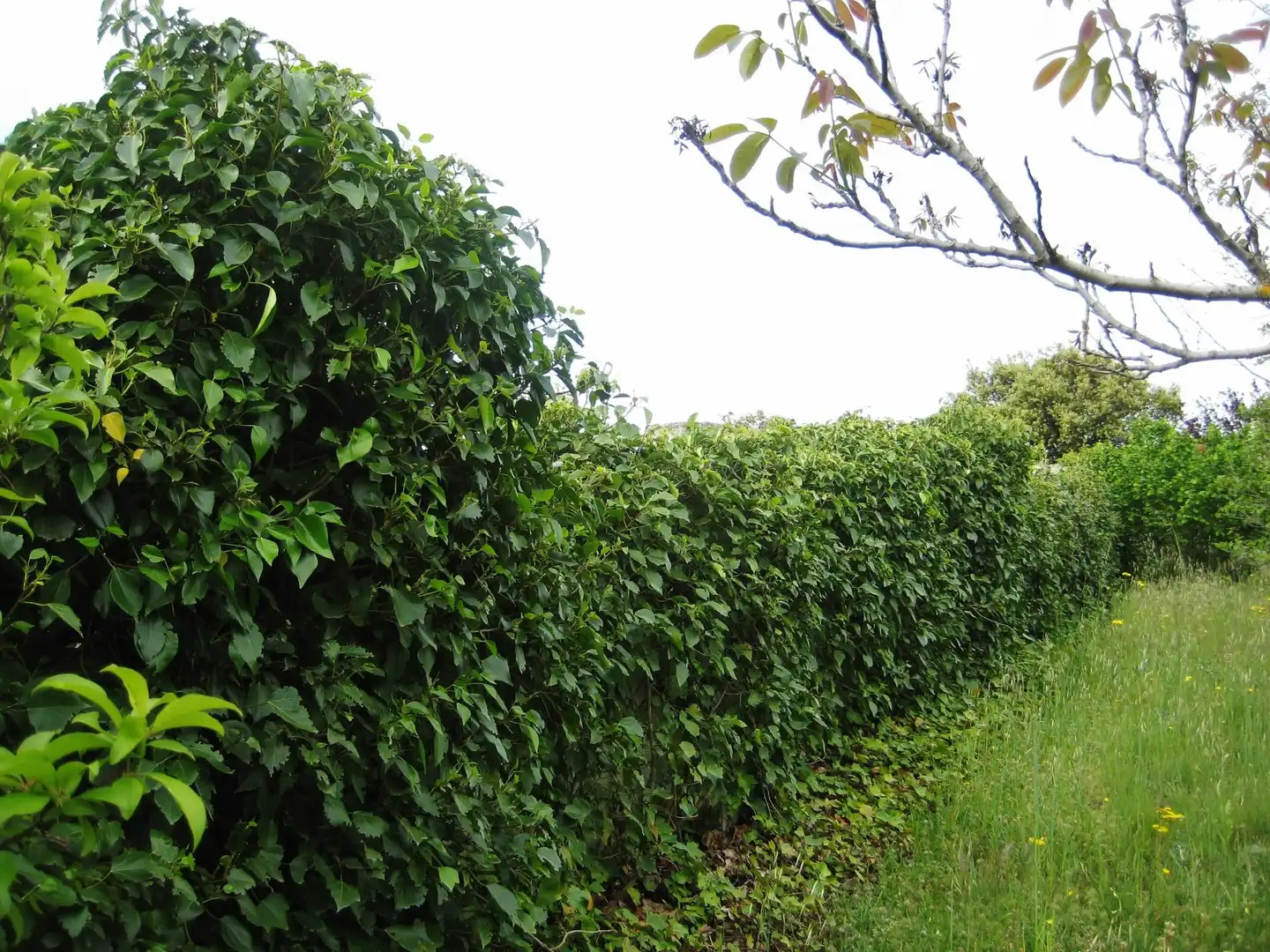 Garten von Nicht bebaubares Gelände zum Verkauf in Calvarrasa de Arriba