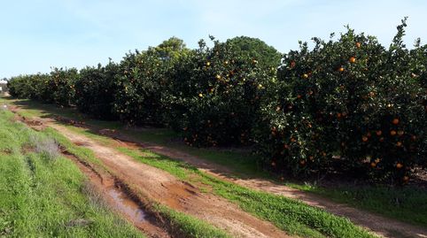 Terreno en venta en Camino Viejo de Sanlúcar, Loreto, Espartinas - imagen 3 Foto 3 de Terreno en venta en Camino Viejo de Sanlúcar, Loreto, Espartinas