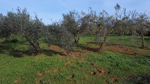 Terreno en venta en Camino Viejo de Sanlúcar, Loreto, Espartinas - imagen 4 Foto 4 de Terreno en venta en Camino Viejo de Sanlúcar, Loreto, Espartinas
