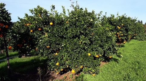 Terreno en venta en Camino Viejo de Sanlúcar, Loreto, Espartinas - imagen 5 Foto 5 de Terreno en venta en Camino Viejo de Sanlúcar, Loreto, Espartinas