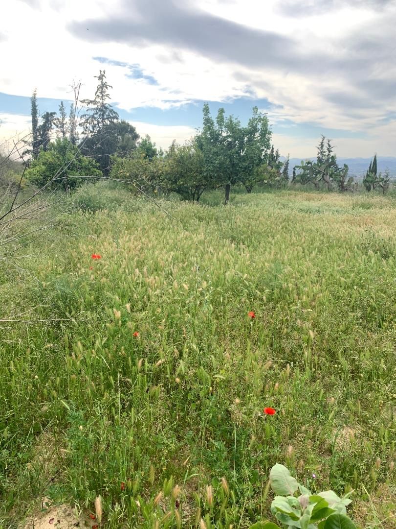 Exterior view of Land for sale in Lorca