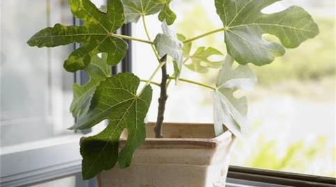 Photo 5 of Single-family semi-detached for sale in Calle Molino, 13, San Martín del Tesorillo, Cádiz