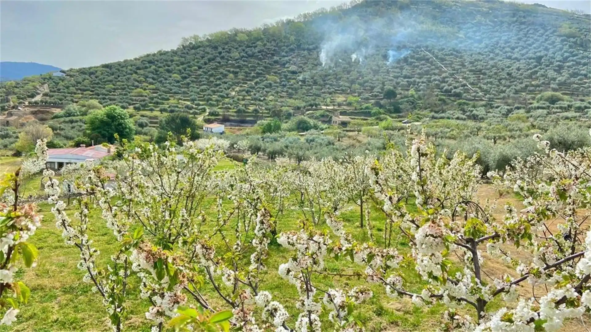 Garden of Industrial land for sale in Montánchez