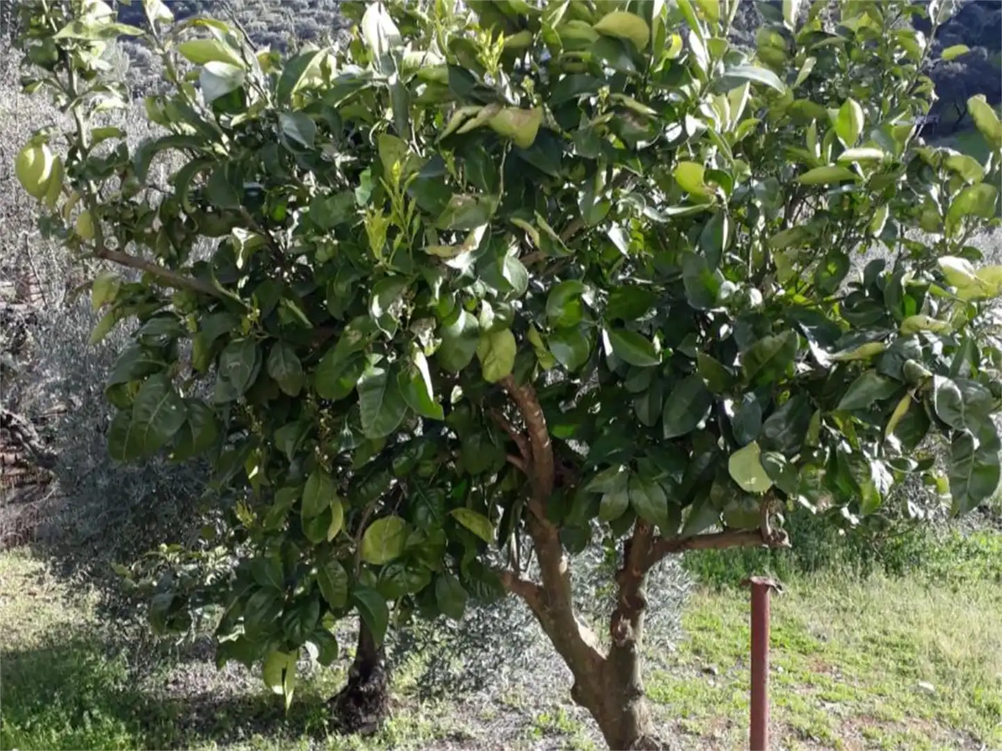 Terreno en venta en Camino de los Pilones, Villaviciosa de Córdoba Jardín de Terreno en venta en Villaviciosa de Córdoba