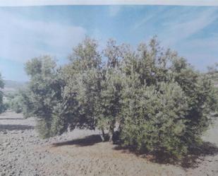 Land for sale in Cazalilla