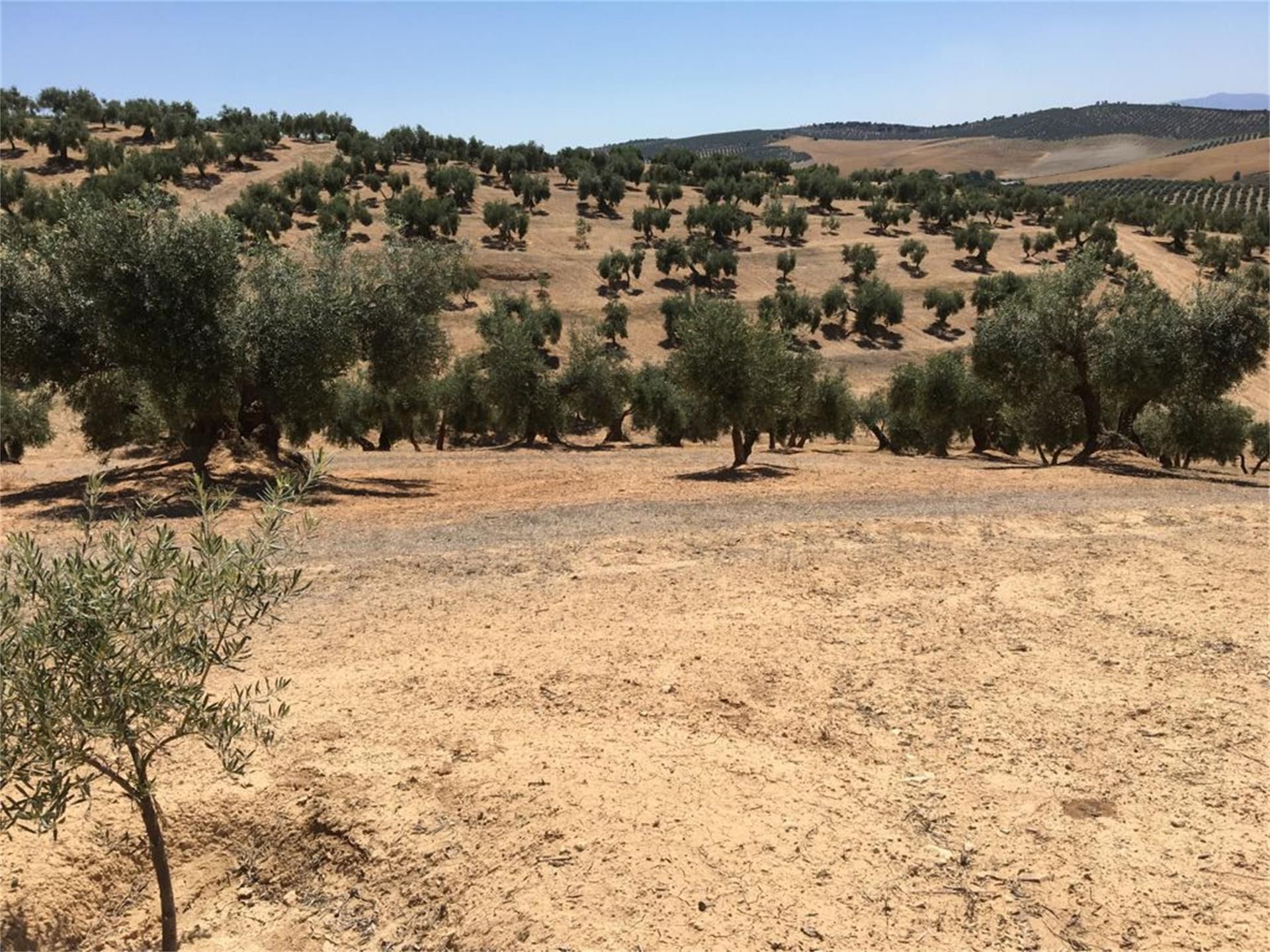 Land for sale in Campotéjar
