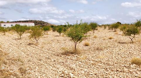 Country house for sale in Almansa, Albacete - image 4 Photo 4 of Country house for sale in Almansa, Albacete