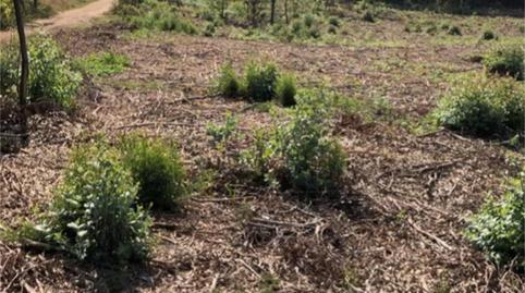 Non-constructible Land for sale in Arealonga, Pontevedra - image 3 Photo 3 of Non-constructible Land for sale in Arealonga, Pontevedra