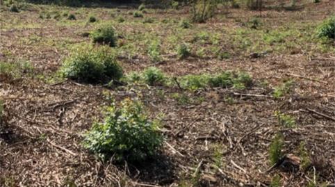 Non-constructible Land for sale in Arealonga, Pontevedra - image 4 Photo 4 of Non-constructible Land for sale in Arealonga, Pontevedra