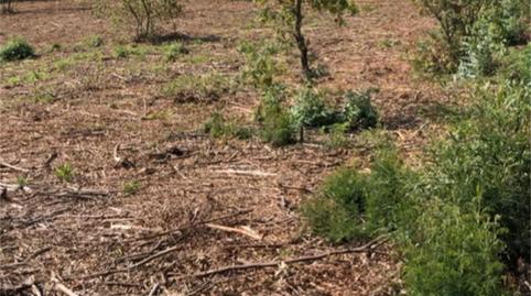 Non-constructible Land for sale in Arealonga, Pontevedra - image 5 Photo 5 of Non-constructible Land for sale in Arealonga, Pontevedra