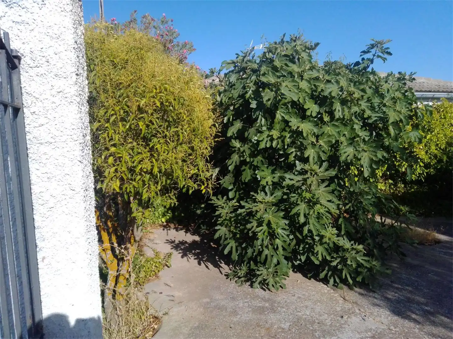 Jardí de Casa o xalet en venda en Villafranca de los Caballeros amb Terrassa i Piscina