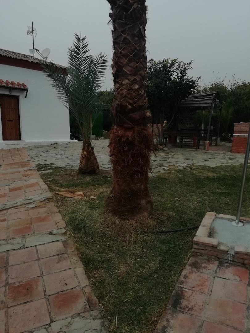 Garden of House or chalet to rent in Frigiliana  with Air Conditioner, Terrace and Swimming Pool
