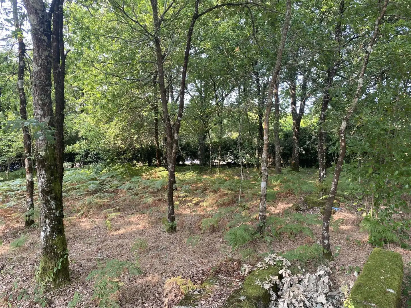 Bebaubares Gelände zum Verkauf in Amoeiro Bebaubares Gelände zum Verkauf in Amoeiro